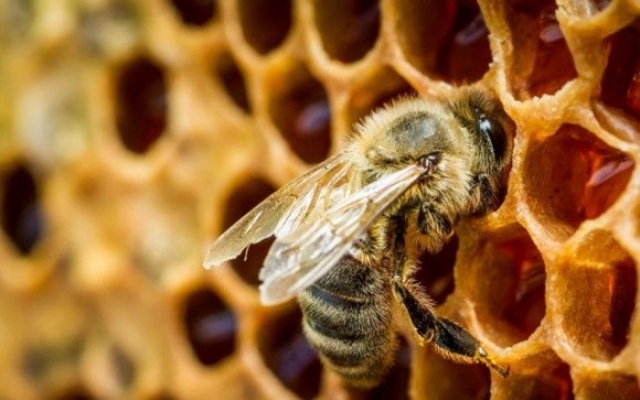 Вчені запропонували використовувати бджолину отруту проти COVID-19 фото, ілюстрація