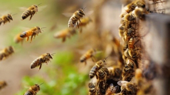Таємниче зникнення бджіл у Британії. Вчені оприлюднили ймовірну причину фото, ілюстрація