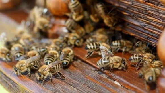 У Польщі з’ясовують причини загибелі понад 1 млн бджіл фото, ілюстрація