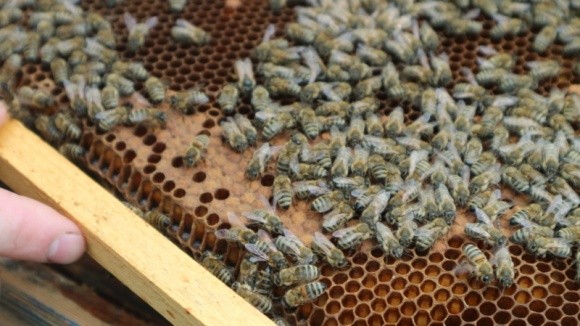 Новейшие технологии спасают пчел и помогают им в работе фото, иллюстрация