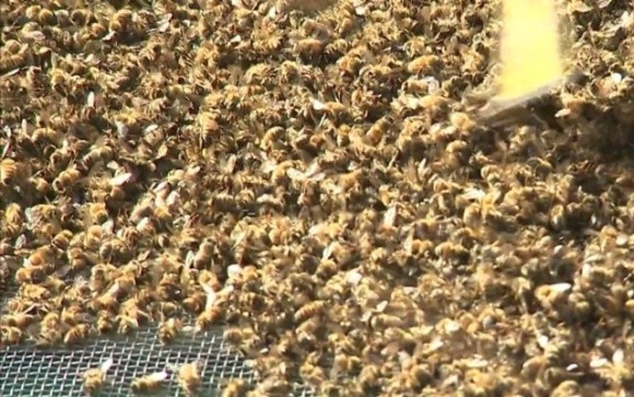 Масове отруєння бджіл хімікатами: пасічники звернулися до Кабміну фото, ілюстрація