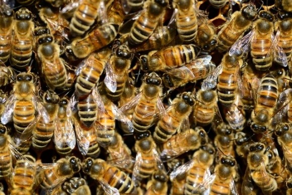 Пасічники в розпачі звернулися до президента і голови СБУ: «Такої масової загибелі бджіл не було за всю історію» фото, ілюстрація