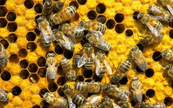 У 60% випадків бджоли гинуть від паразитарних захворювань, – експерт фото, ілюстрація