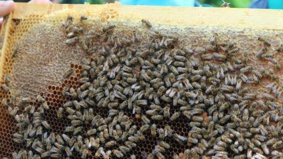 Французькі бджолярі вимагають негайно заборонити другий за популярністю гербіцид фото, ілюстрація