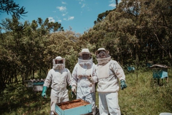 Алгоритм отримання державної підтримки бджолярам у 2020 році фото, ілюстрація
