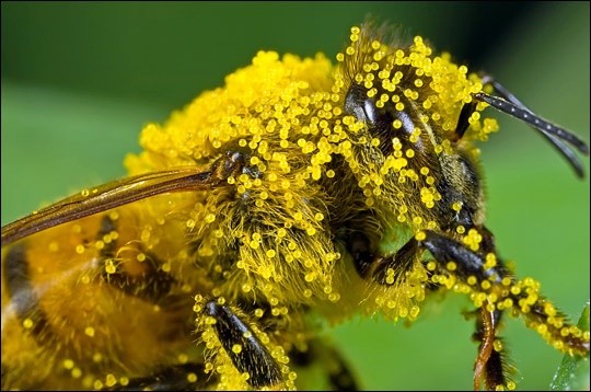 Швейцарські вчені підрахували вартість роботи бджіл по запиленню сільгоспкультур фото, ілюстрація