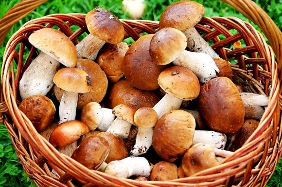 Смачні й корисні правила споживання грибів фото, ілюстрація