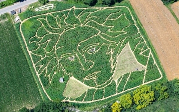 У Німеччині з'явився гігантський портрет Бетховена серед соняшників та кукурудзи фото, ілюстрація