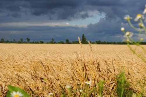 У Херсонській області зернові зібрано з 11% прогнозованих площ фото, ілюстрація