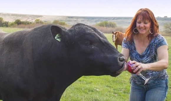 У США фермери поять корів вином, щоб отримати соковитий стейк фото, ілюстрація