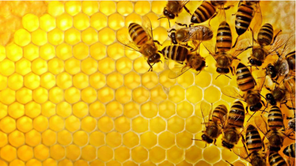 У геномі асоціальних бджіл знайшли схожість з геномом аутистів фото, ілюстрація