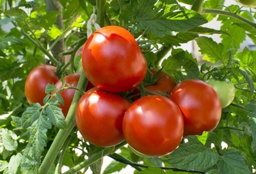 Україна нарощує імпорт та скорочує експорт томатів фото, ілюстрація
