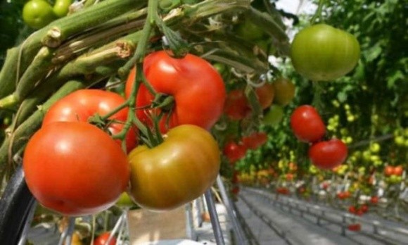 Іспанські вчені створили біодобриво із залишків помідорів фото, ілюстрація