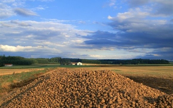 У Болгарії не дозбирали картоплю — вона виявилася задорогою в ЄС фото, ілюстрація