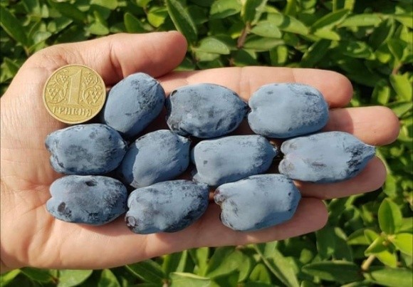 В Україні вдалось виростити найбільшу ягоду жимолості фото, ілюстрація