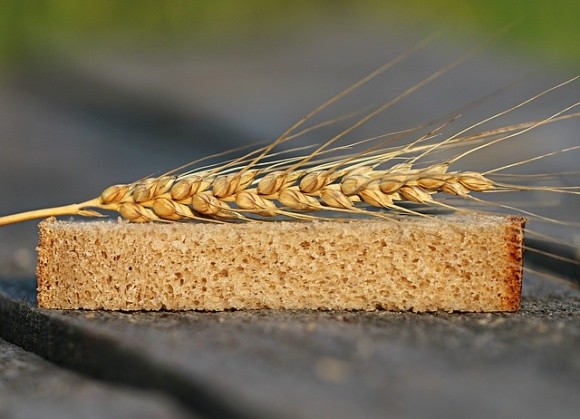 Вчені повідомили про створення ГМ-пшениці без глютену фото, ілюстрація