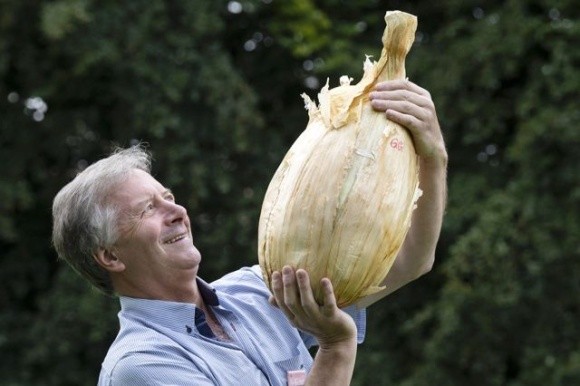Британський фермер виростив цибулю вагою 8,97 кг фото, ілюстрація