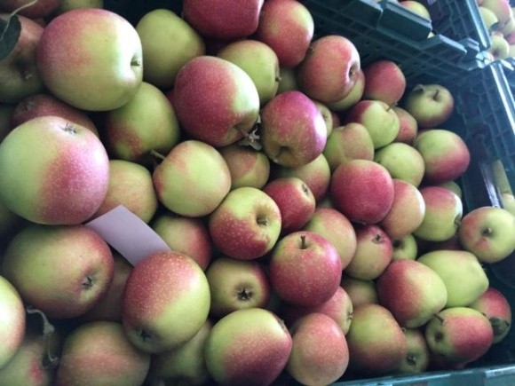 На Буковині садівники розпочали збір літніх сортів яблук фото, ілюстрація