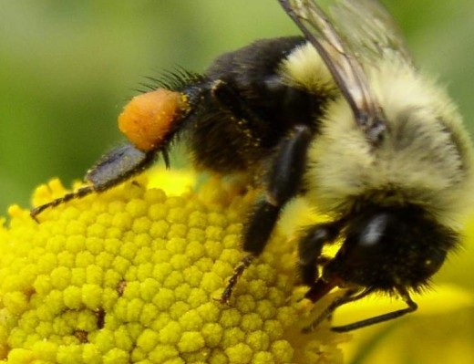 Поляки створюють роботобджіл для запилення квітів фото, ілюстрація