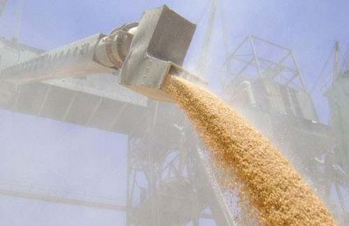 Експортні відвантаження українського зерна з початку 2019/20 МР перевищили 7.6 млн. тон фото, ілюстрація