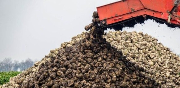 Урожайність цукрових буряків на Івано-Франківщині майже вдвічі перевищує середню по країні фото, ілюстрація