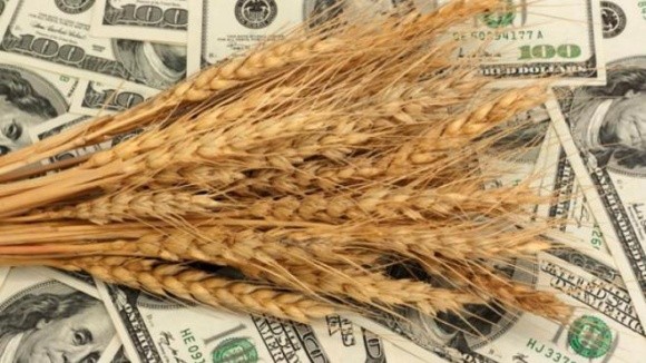 Україна ризикує втратити в новому сезоні близько $220 млн на пшениці та кукурудзі фото, ілюстрація