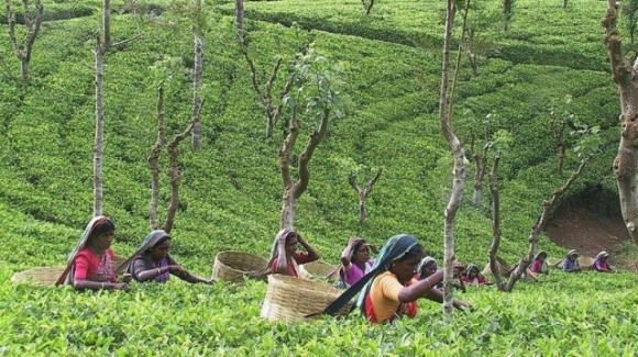 Спалах коронавірусу в Індії вдарить по цінах на чай фото, ілюстрація