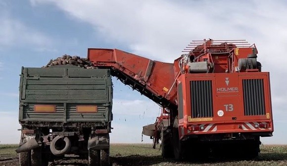 Через посуху на Вінниччині недоотримали врожай цукрового буряку фото, ілюстрація