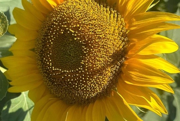 Через спеку на півдні України соняшник почнуть збирати на два тижні раніше фото, ілюстрація