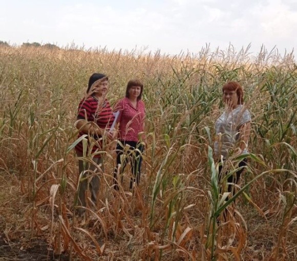 Через посуху в Черкаській області втрачений урожай на площі близько 3 тис. га фото, ілюстрація