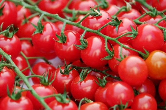 Найсолодкий томат черрі: на Тайвані виростили унікальний продукт фото, ілюстрація
