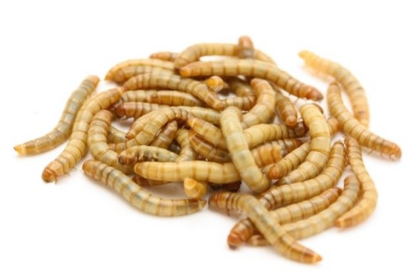 Борошно з хробаків — їсти та продавати комах дозволили в Європі фото, ілюстрація