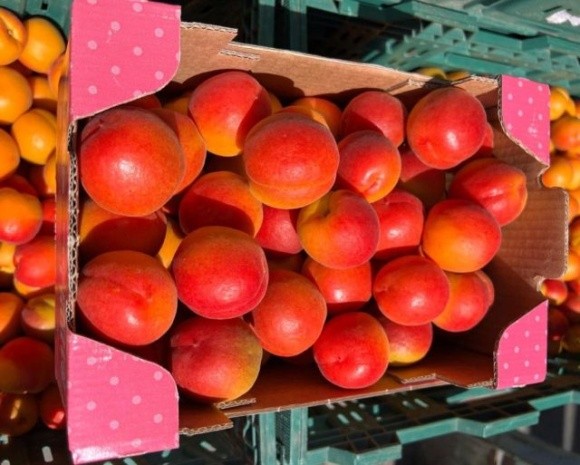 На Закарпатті вирощують надзвичайно корисні та популярні у Європі абрикоси фото, ілюстрація