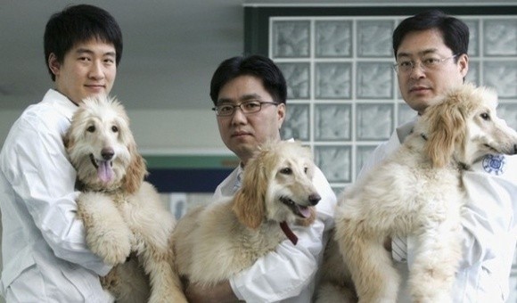 Китай створить величезну фабрику з клонування тварин фото, ілюстрація