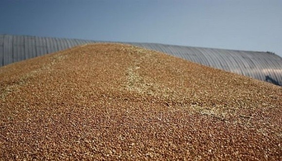 «Чорний» експорт зерна за 9 місяців 2023 року склав майже 134 млрд грн фото, ілюстрація