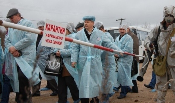 На Одещині - новий спалах АЧС, загинуло 35 свиней фото, ілюстрація