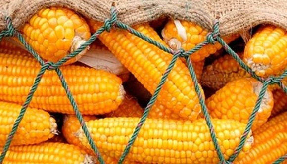 Ціни на кукурудзу можуть зрости через попит на неї з боку Китаю фото, ілюстрація