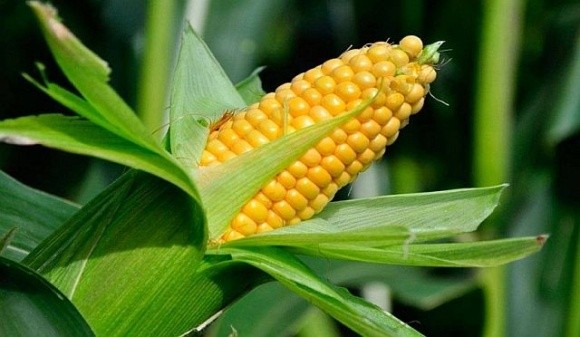 Ціни на кукурудзу в Україні зростають, хоча світові – знижуються фото, ілюстрація