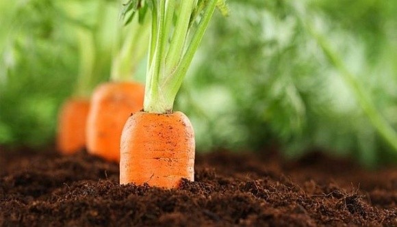 Морква закінчується – ціни ростуть фото, ілюстрація