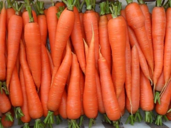 Морква намагається не відставати від цибулі фото, ілюстрація