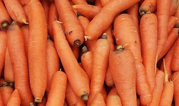Ціни на моркву: пропозиція зростає, ціни падають фото, ілюстрація