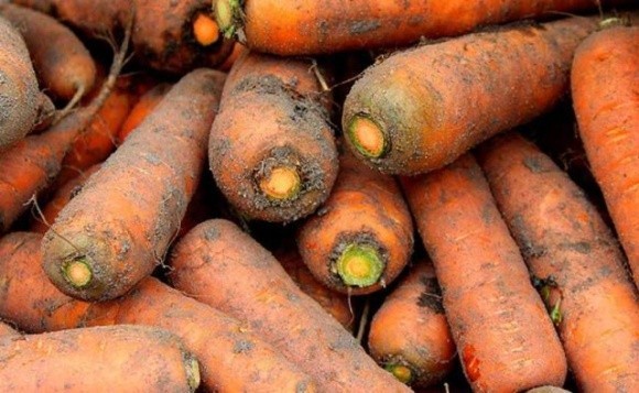 На ринку надлишок моркви: фермерам доводиться знижувати ціни фото, ілюстрація