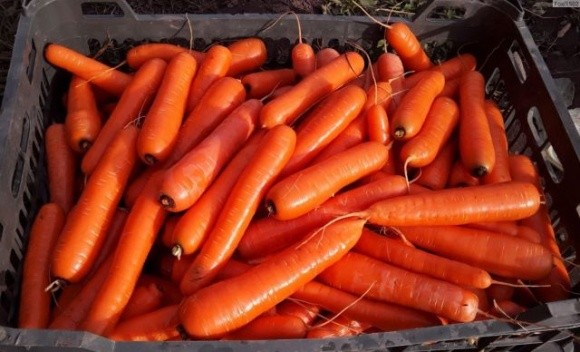 Ціни на моркву знижуються через значну пропозицію та невисокий попит фото, ілюстрація