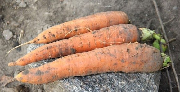 Ціни на моркву знижуються через теплу зиму фото, ілюстрація