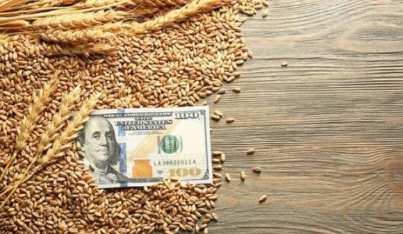 Ціни на продовольчу пшеницю знижуються фото, ілюстрація