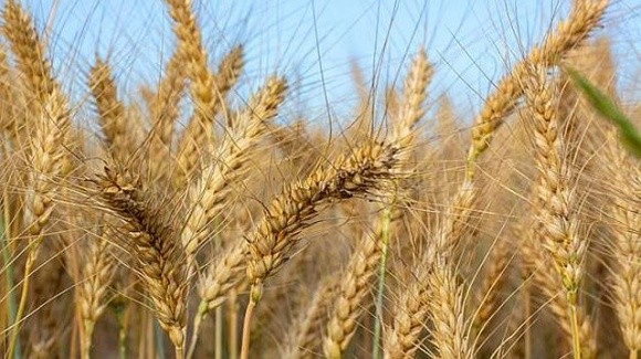 Зниження світових цін найбільше вдарило по українській пшениці фото, ілюстрація