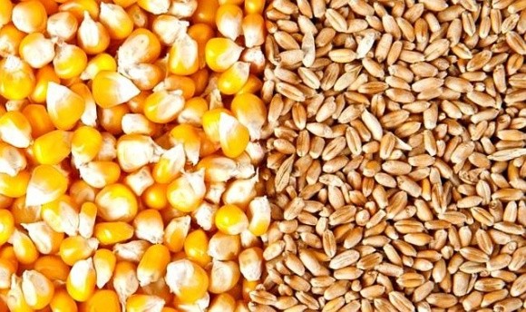 Ціни на пшеницю та кукурудзу у опустилися до 3-річного мінімуму і продовжують падати, – Всесвітній банк фото, ілюстрація