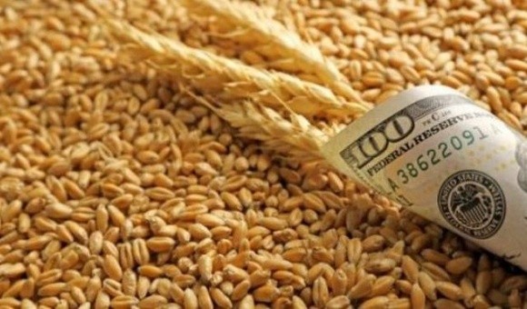 Ціни на пшеницю знижуються по всім напрямкам фото, ілюстрація