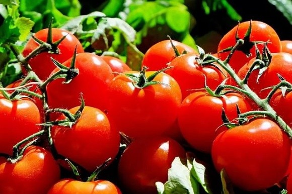 Ціни на тепличні помідори в Україні вже на 50% вищі, ніж минулого року фото, ілюстрація