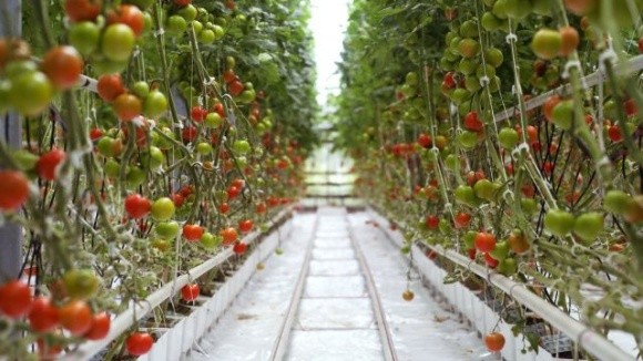 За тиждень ціни на тепличний томат знизились на 21% фото, ілюстрація